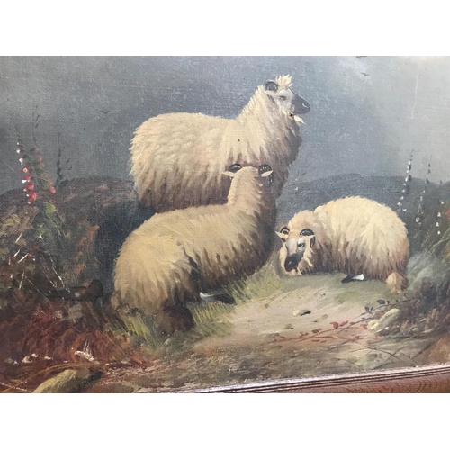 211 - OIL ON CANVAS SHEEP