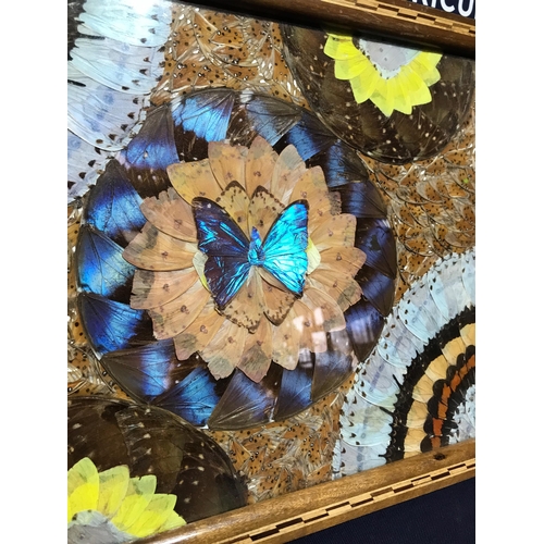 60 - BUTTERFLY WING TRAY