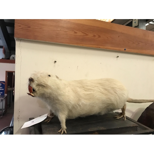 75 - ALBINO COYPU