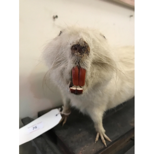 75 - ALBINO COYPU