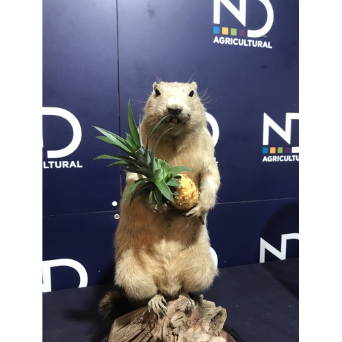 143 - PRAIRIE DOG TAXIDERMY UNDER GLASS DOME