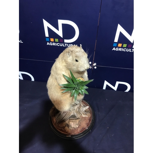 143 - PRAIRIE DOG TAXIDERMY UNDER GLASS DOME