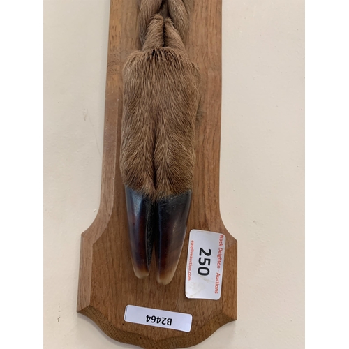 250 - GERMAN DEERS FOOT