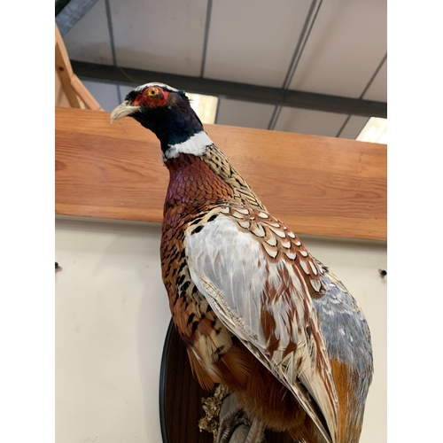 253 - TAXIDERMY PHEASANT