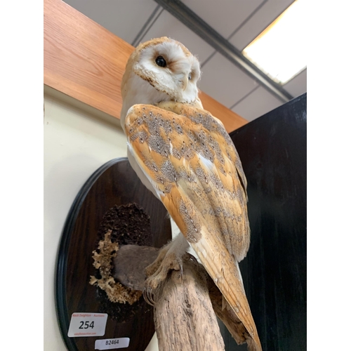 254 - TAXIDERMY BARN OWL