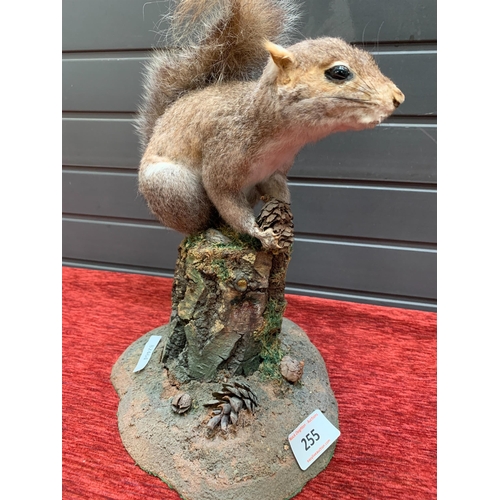 255 - TAXIDERMY SQUIRREL