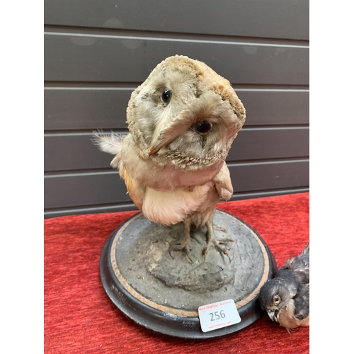 256 - TAXIDERMY FOR REPAIR BARN OWL & KESTREL