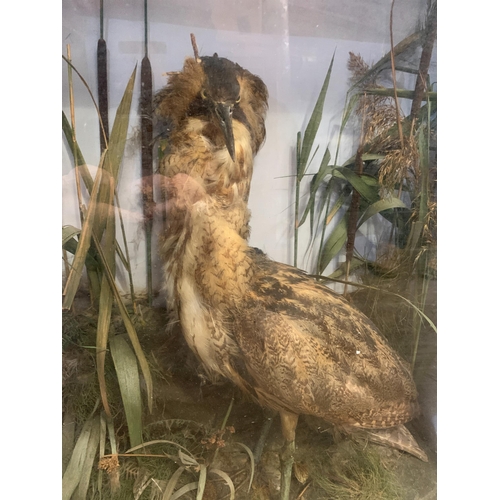 257 - TAXIDERMY BITTERN