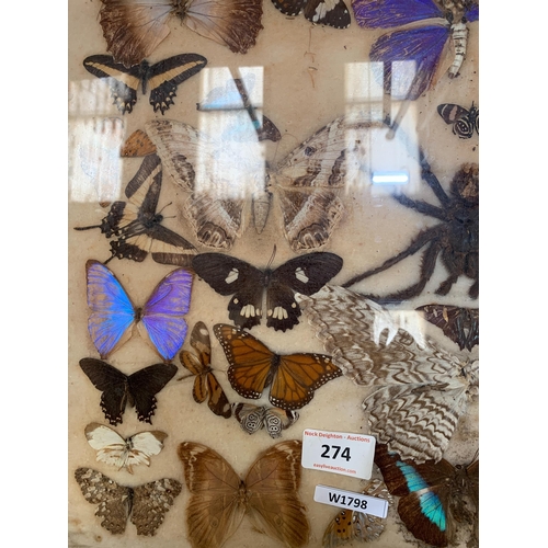 274 - BUTTERFLY & SPIDER TAXIDERMY