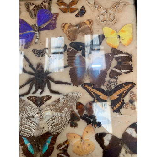 274 - BUTTERFLY & SPIDER TAXIDERMY