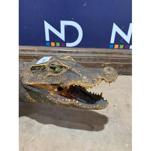 124 - LARGE VICTORIAN TAXIDERMY CROCODILE