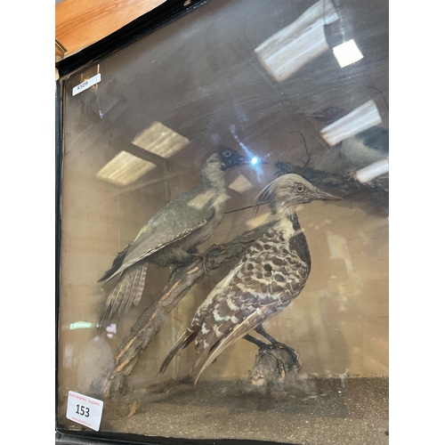 153 - TAXIDERMY CASED BIRDS