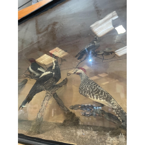 153 - TAXIDERMY CASED BIRDS