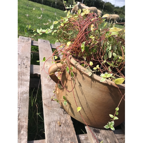 30 - TERRACOTTA HANDLED POT