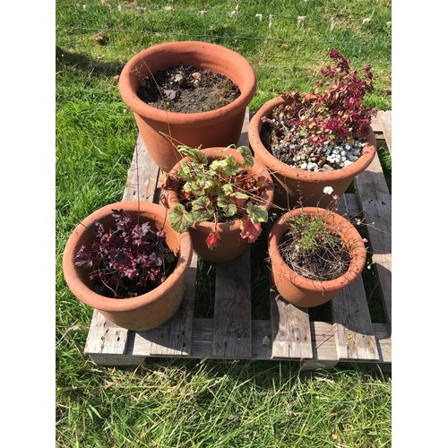 31 - TERRACOTTA PLANTS