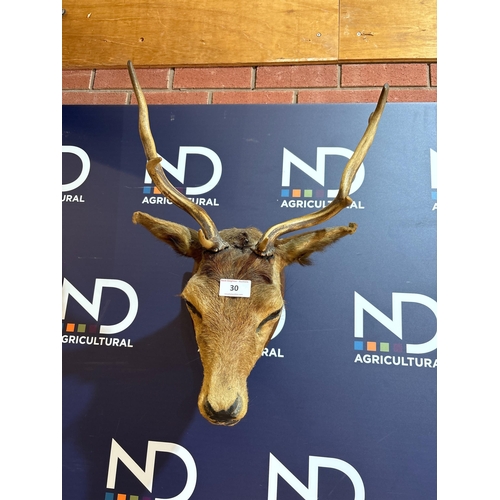 30 - TAXIDERMY DEER