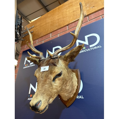 30 - TAXIDERMY DEER