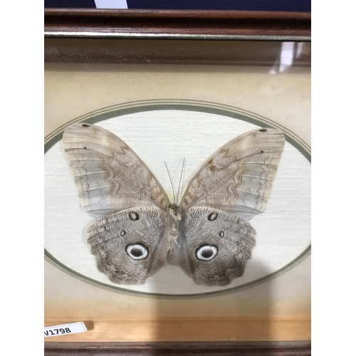 496 - FRAMED BUTTERFLIES