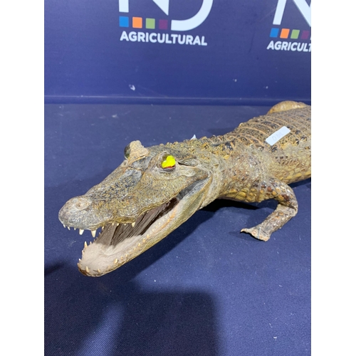 10 - TAXIDERMY ALLIGATOR