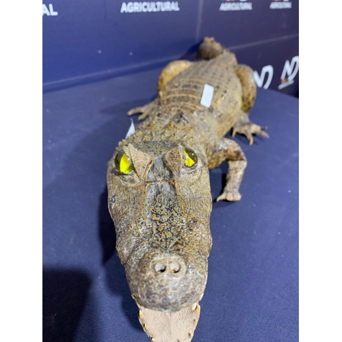 10 - TAXIDERMY ALLIGATOR