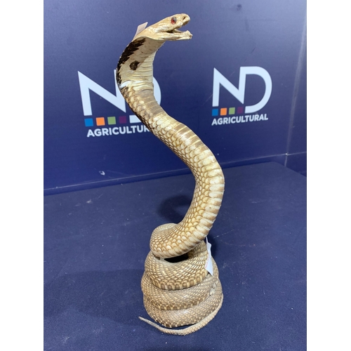 12 - TAXIDERMY COBRA