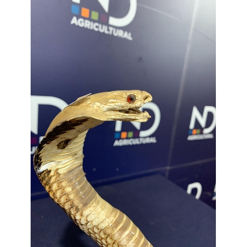 12 - TAXIDERMY COBRA