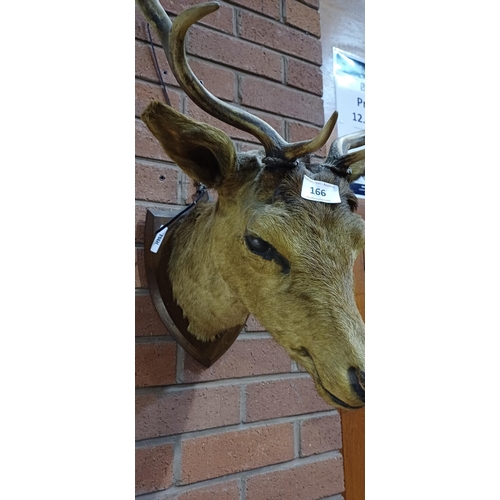 166 - TAXIDERMY STAGS HEAD