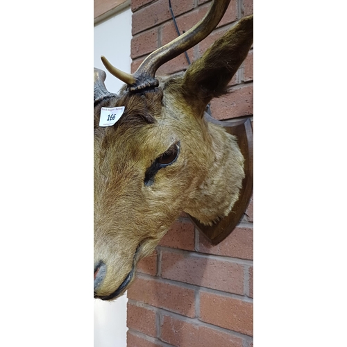 166 - TAXIDERMY STAGS HEAD