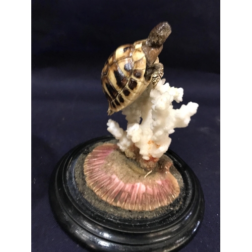 204 - TAXIDERMY TURTLE