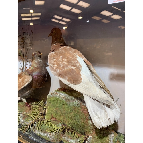 41 - ROWLAND WARD TAXIDERMY PIGEONS