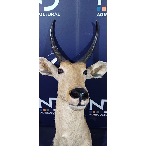 166A - TAXIDERMY TROPHY HEAD