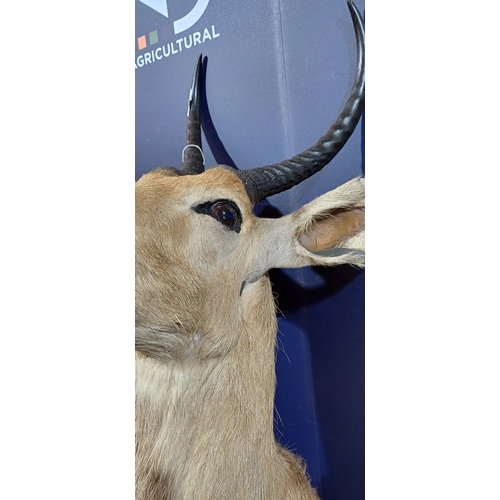 166A - TAXIDERMY TROPHY HEAD