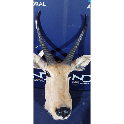 166A - TAXIDERMY TROPHY HEAD