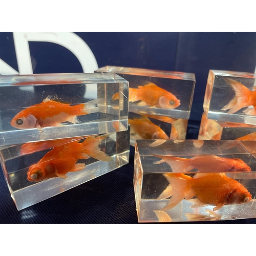 240B - QTY OF TAXIDERMY GOLDFISH