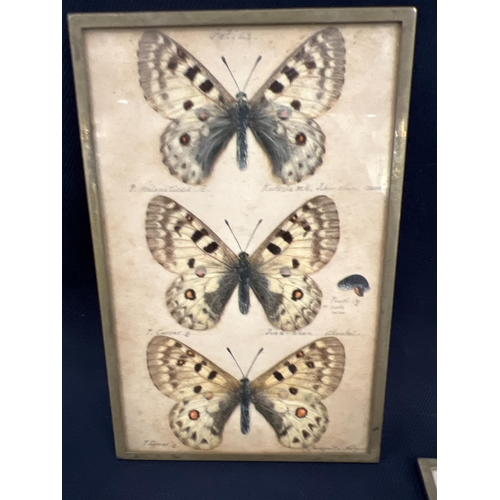 116 - COLLECTION OF BUTTERFLY TAXIDERMY ETC