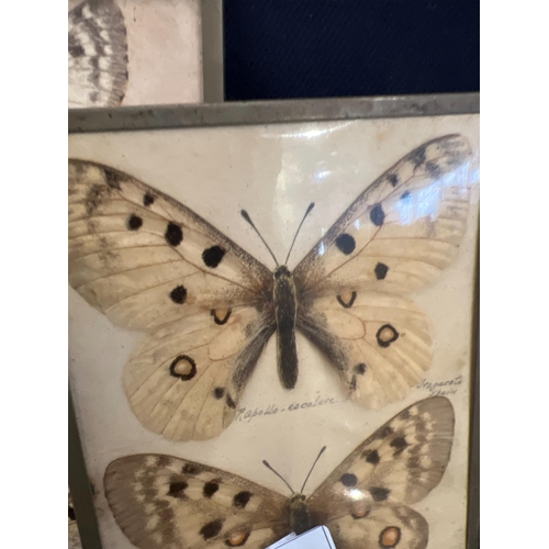 116 - COLLECTION OF BUTTERFLY TAXIDERMY ETC