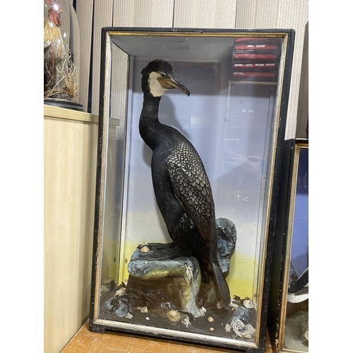 85 - TAXIDERMY CORMORANT BY HUTCHINS OF ABERYSTWYTH