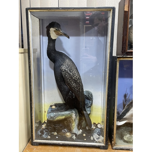 85 - TAXIDERMY CORMORANT BY HUTCHINS OF ABERYSTWYTH