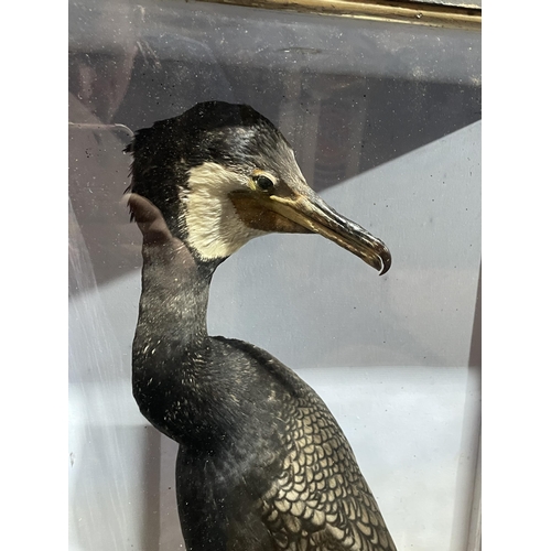 85 - TAXIDERMY CORMORANT BY HUTCHINS OF ABERYSTWYTH