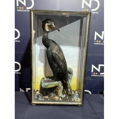 85 - TAXIDERMY CORMORANT BY HUTCHINS OF ABERYSTWYTH