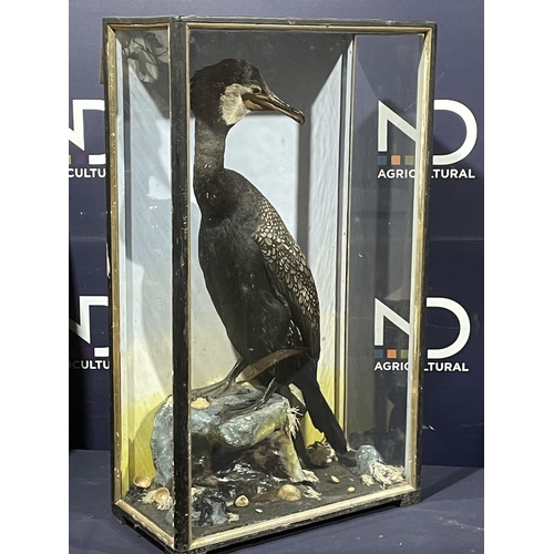 85 - TAXIDERMY CORMORANT BY HUTCHINS OF ABERYSTWYTH