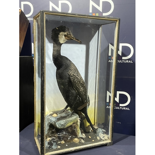 85 - TAXIDERMY CORMORANT BY HUTCHINS OF ABERYSTWYTH