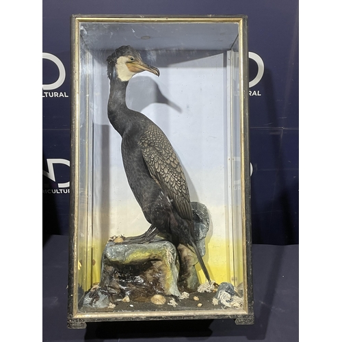 85 - TAXIDERMY CORMORANT BY HUTCHINS OF ABERYSTWYTH