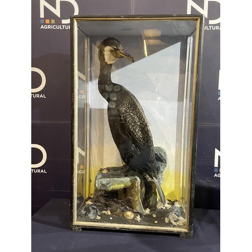 85 - TAXIDERMY CORMORANT BY HUTCHINS OF ABERYSTWYTH