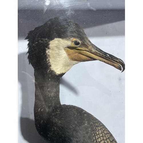 85 - TAXIDERMY CORMORANT BY HUTCHINS OF ABERYSTWYTH