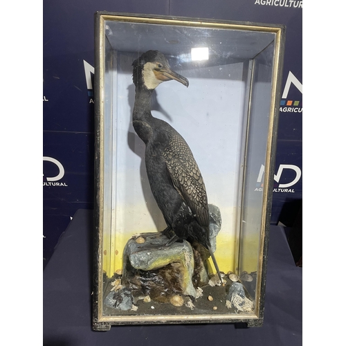 85 - TAXIDERMY CORMORANT BY HUTCHINS OF ABERYSTWYTH