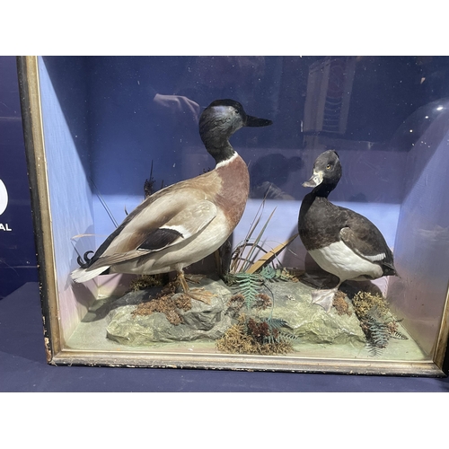 86 - TAXIDERMY DUCKS