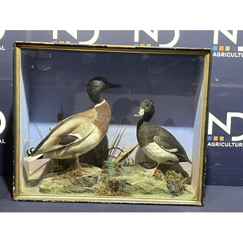 86 - TAXIDERMY DUCKS