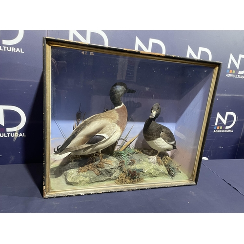 86 - TAXIDERMY DUCKS