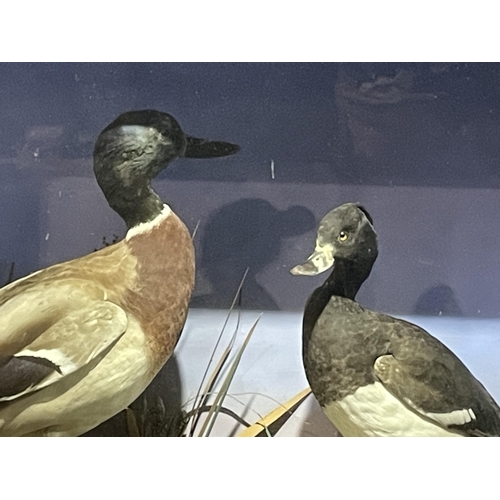 86 - TAXIDERMY DUCKS